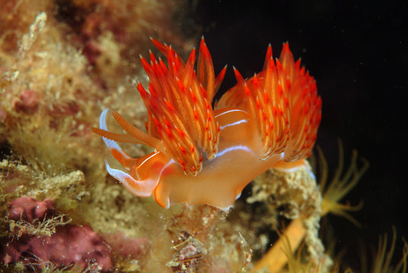 Dondice banyulensis